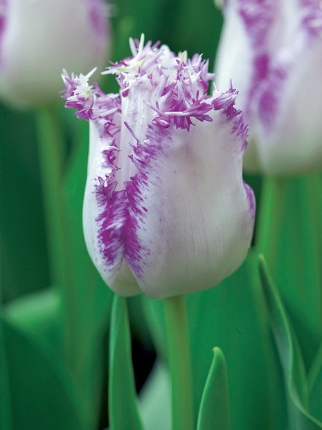Tulpe  (Tulipa) 'Aria Card'