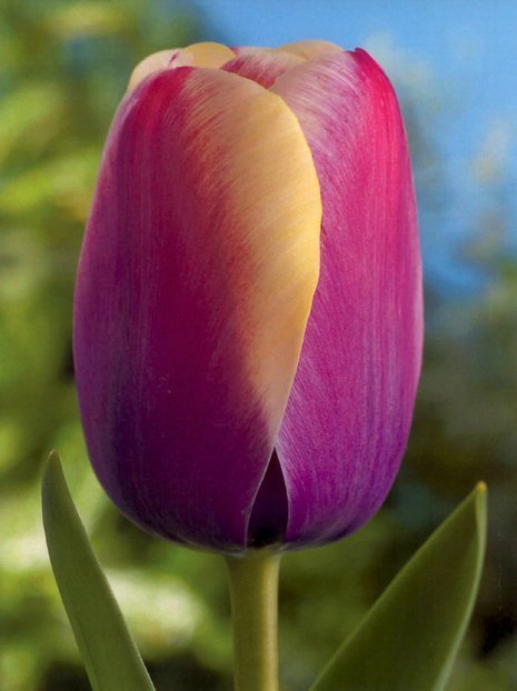 Tulpe (Tulipa) 'Atlantis'