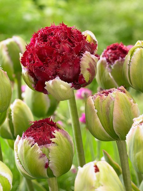 Tulpe (Tulipa) 'Belfort'