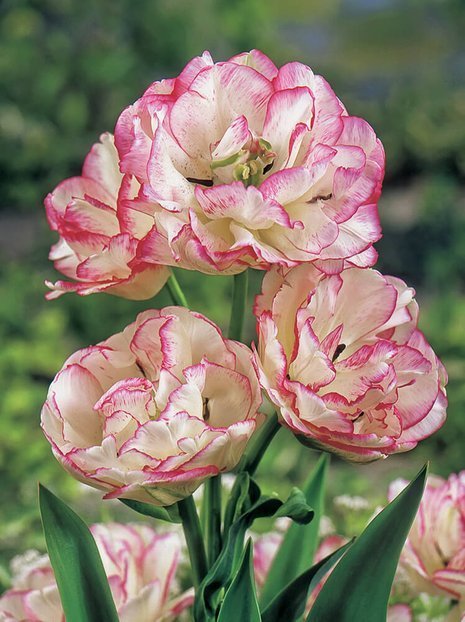 Tulpe (Tulipa) 'Belicia'