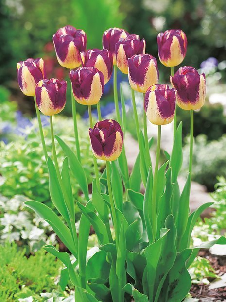 Tulpe (Tulipa) 'Boston'
