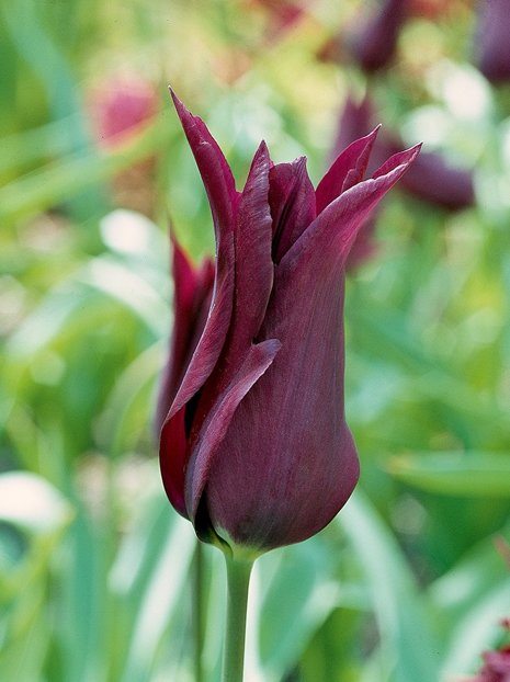 Tulpe (Tulipa) 'Burgundy' 5 St.