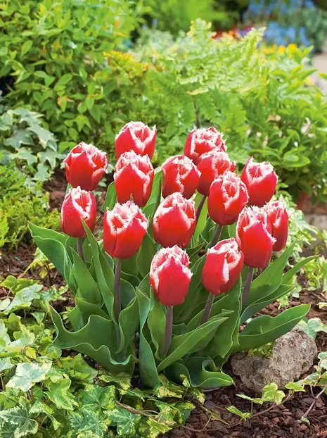 Tulpe (Tulipa) 'Canasta'