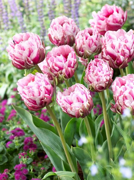 Tulpe (Tulipa) 'Dazzling Desire'