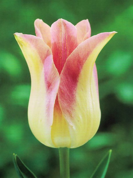 Tulpe (Tulipa) 'Elegant Lady'