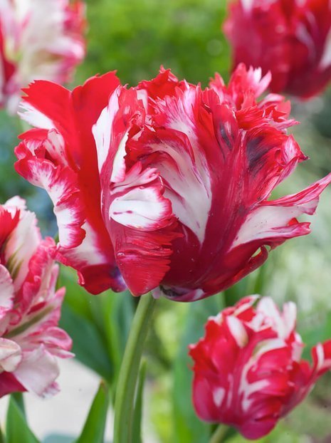 Tulpe (Tulipa) 'Estella Rijnveld'