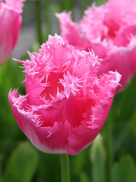 Tulpe (Tulipa) 'Fancy Frills'