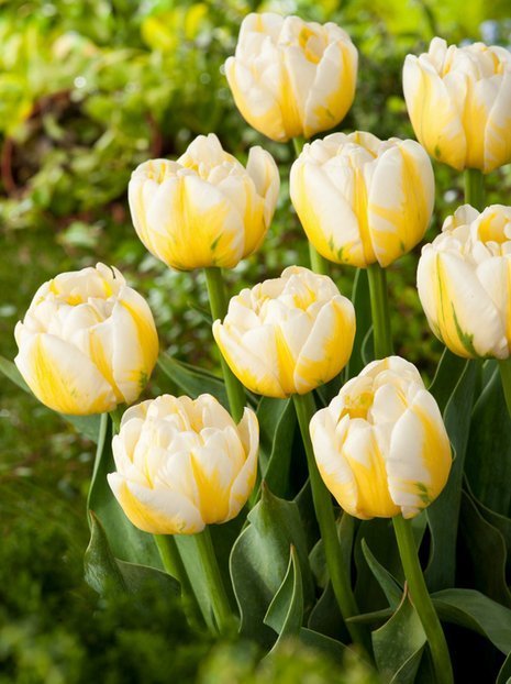 Tulpe (Tulipa) 'Flaming Evita'