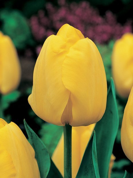 Tulpe (Tulipa) Gelb am billigsten