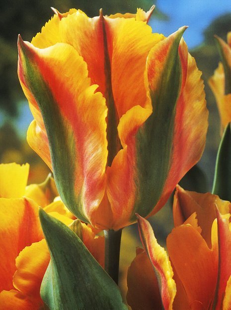 Tulpe (Tulipa) 'Golden Artist'