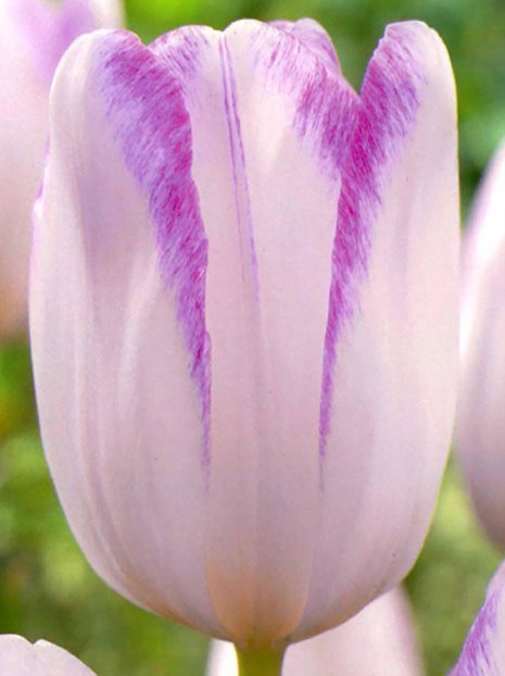 Tulpe (Tulipa) 'Gwen'