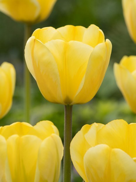 Tulpe (Tulipa) 'Jaap Groot'