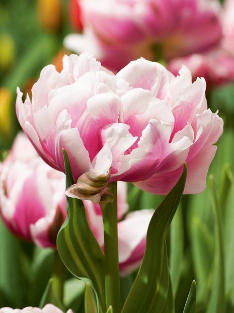 Tulpe (Tulipa) 'Melrose'