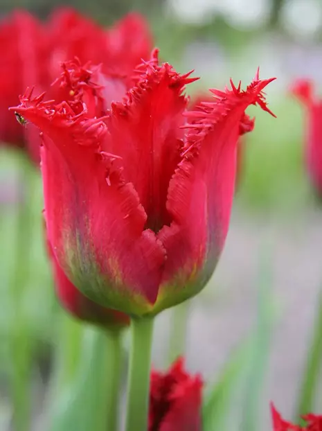 Tulpe (Tulipa) 'Pacific Pearl'