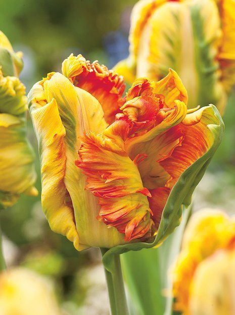 Tulpe (Tulipa) 'Parrot King'