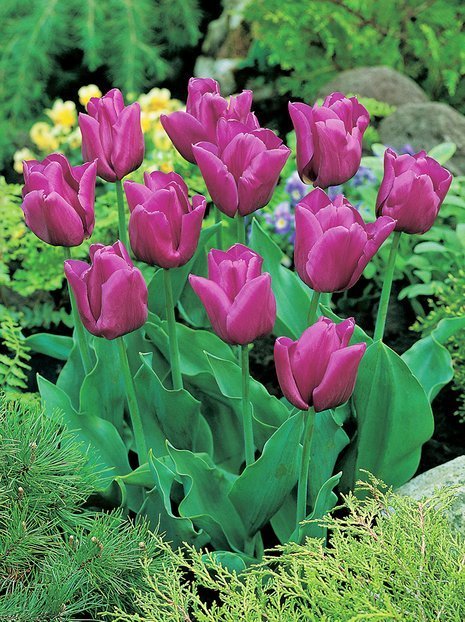 Tulpe (Tulipa) 'Passionale'