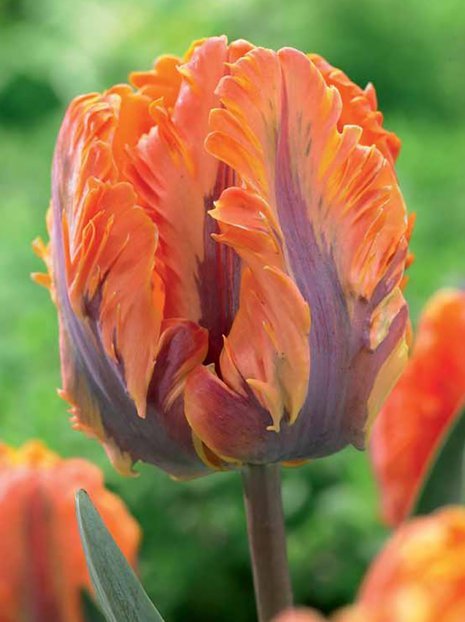 Tulpe (Tulipa) 'Princess Irene Parrot'