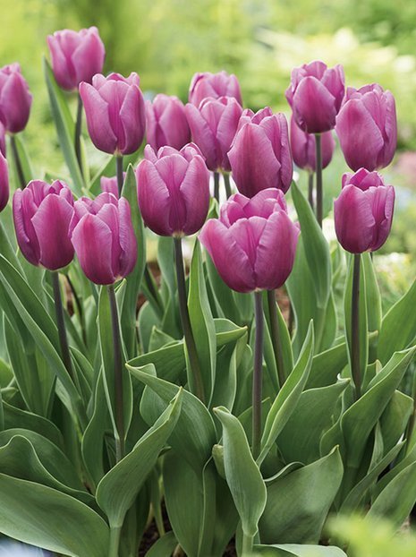 Tulpe (Tulipa) 'Purple Flag'