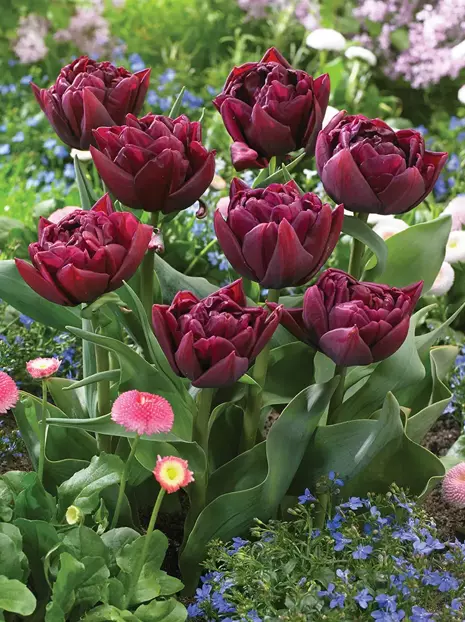 Tulpe (Tulipa) 'Queen of Night' 5 St.