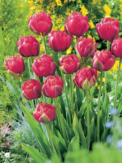 Tulpe (Tulipa) 'Renown Unique'