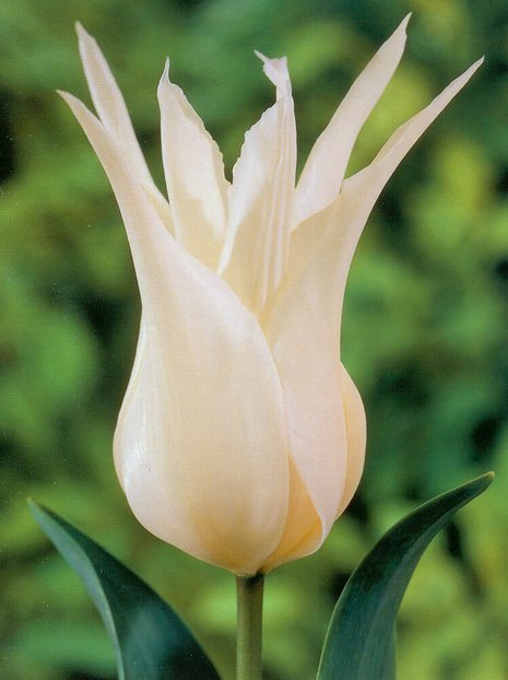 Tulpe (Tulipa) 'Sapporo'
