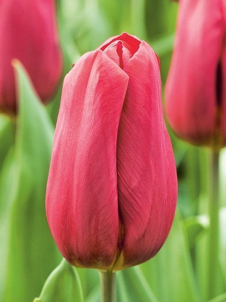 Tulpe (Tulipa) 'Strong Love'