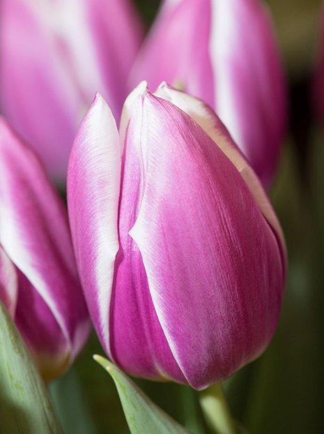 Tulpe (Tulipa) 'Synaeda Blue'