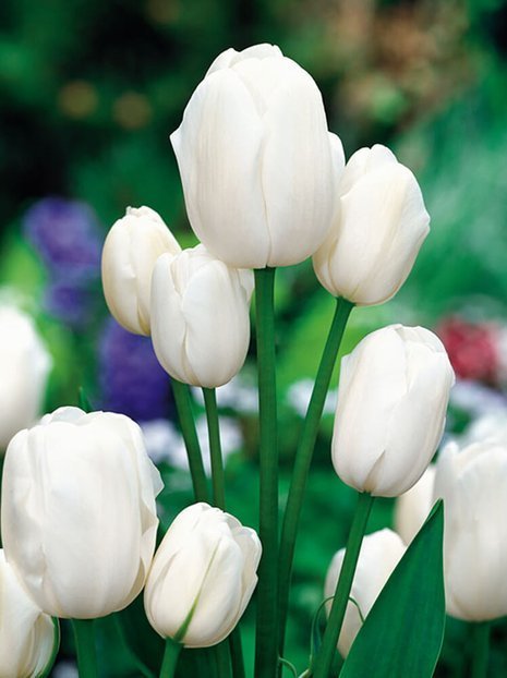 Tulpe (Tulipa) 'Weisse Berliner'