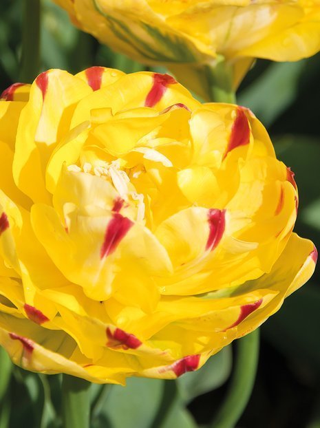 Tulpe (Tulipa) 'Yellow Danceline'