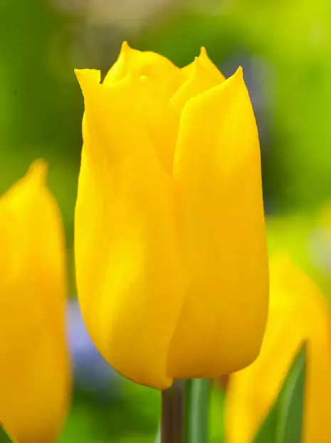 Tulpe (Tulipa) 'Yokohama'