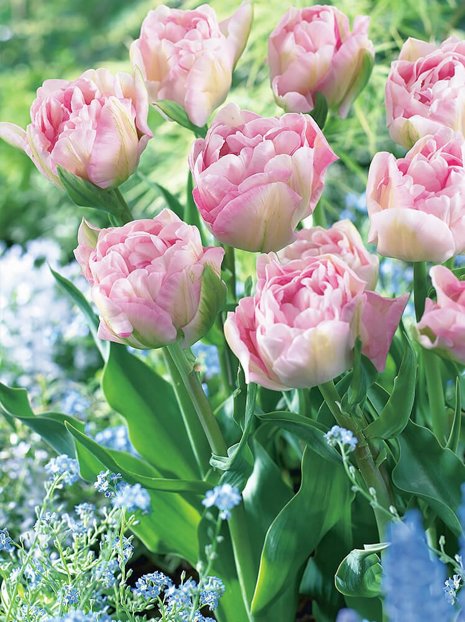 Tulpe billig (Tulipa) 'Angelique'
