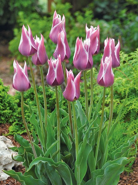 Tulpe billig (Tulipa) 'Ballade'