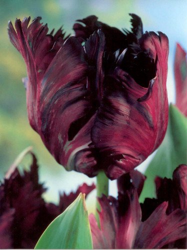 Tulpe billig (Tulipa) 'Black Parrot'