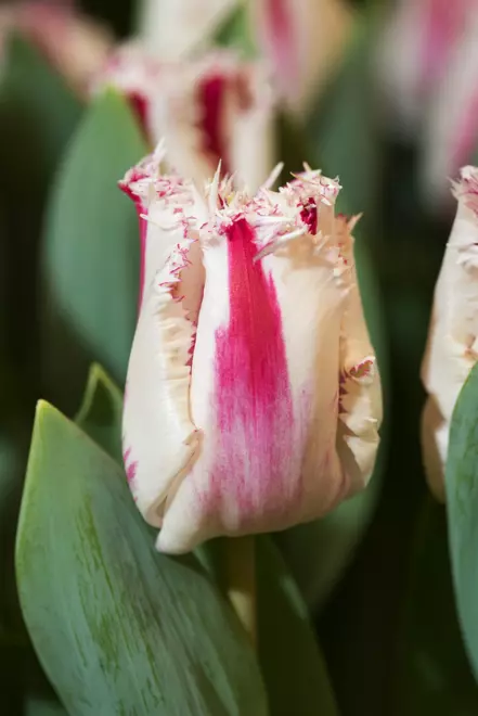 Tulpe gefranst Weiß Rot ( Tulipa ) " Leo Bataviae " 3 Stück.