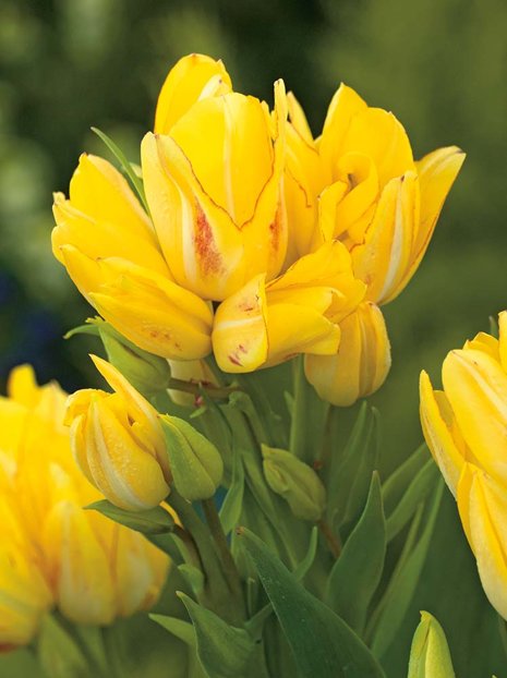 Tulpen (Tulip) 'Sunshine Club'