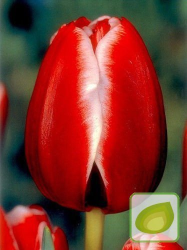 Tulpen (Tulipa) Armani 5 St.