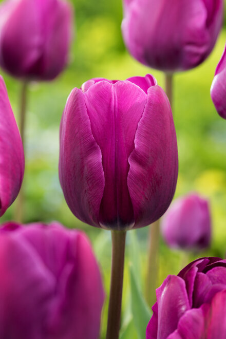 Violette Tulpe ( Tulipa ) Mix 100 Stk. SONDERANGEBOT