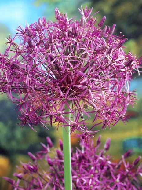 Zierlauch (Allium) 'Albopilosum'
