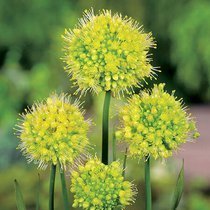 Zierlauch (Allium) 'Obliquum Yellow'