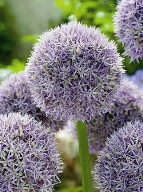 Zierlauch (Allium) 'Round and Purple'