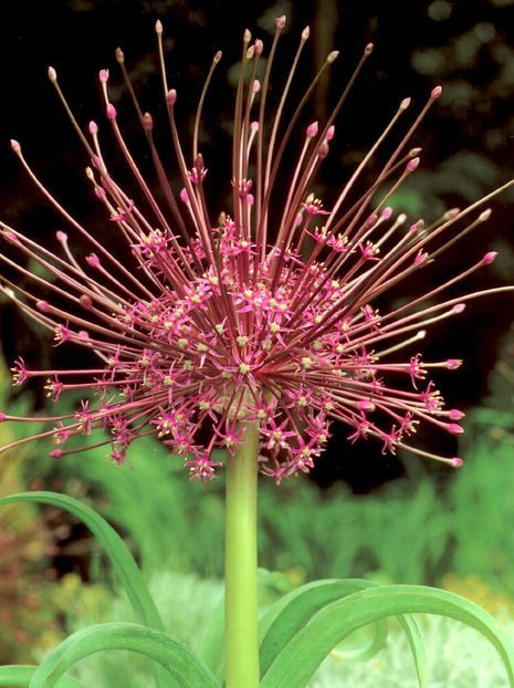 Zierlauch (Allium) 'Schubertii'