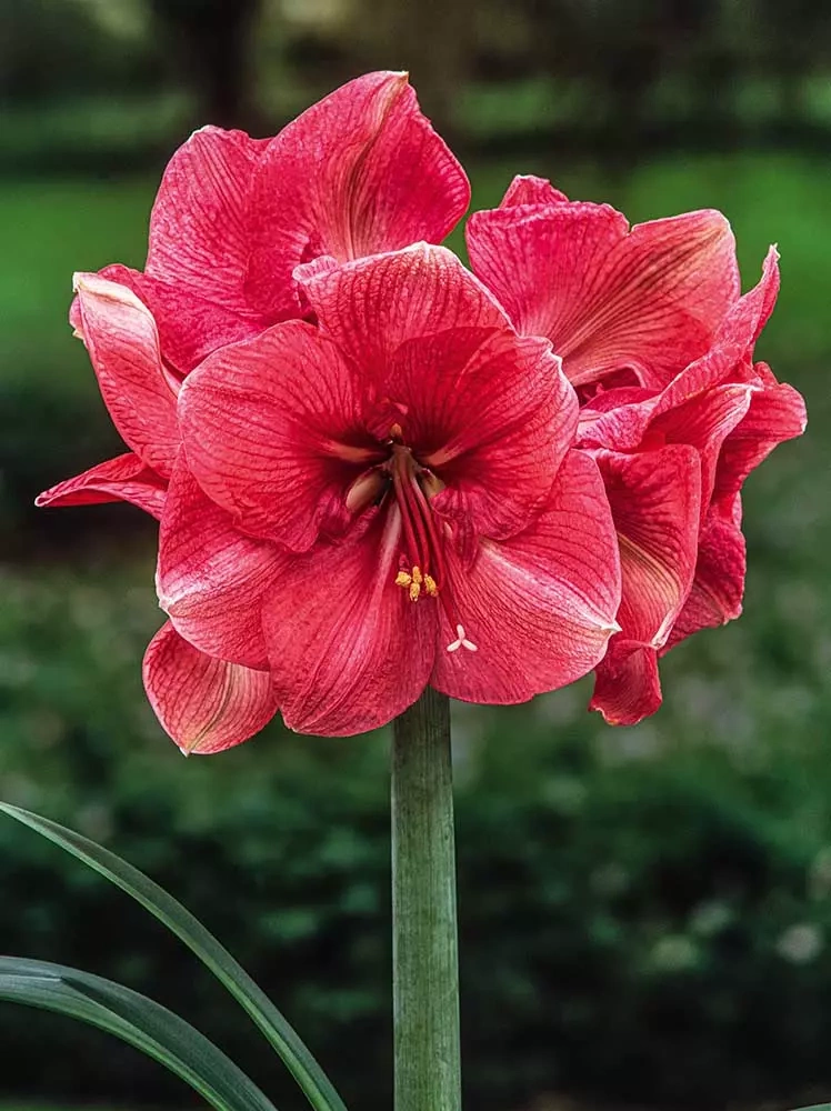 Amaryllis (Hippeastrum) \'Hercules\' XXL 1 St. | Blumenzwiebeln und  Frühlingsrhizome \\ Amaryllen (Amaryllis/Hippeastrum) Blumenzwiebeln und  Herbstrhizome \\ Amaryllen (Amaryllis/Hippeastrum) Frühling 2023 - SALE | Billiger Donnerstag