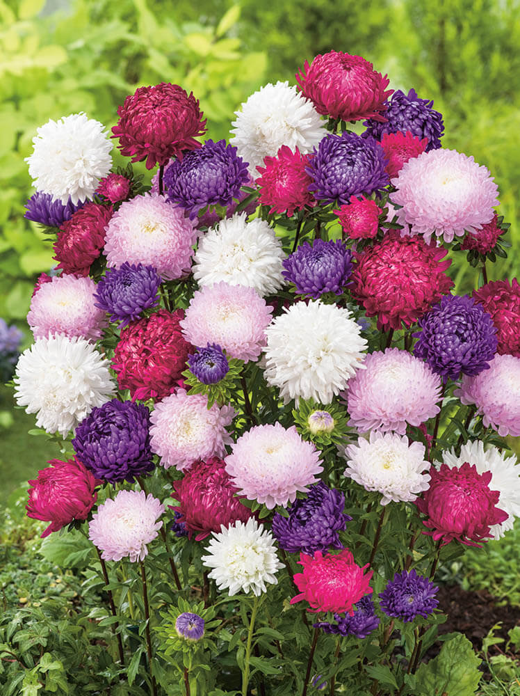 Samen Sommeraster (Callistephus chinensis) mix Saatgut \ Zierpflanzen