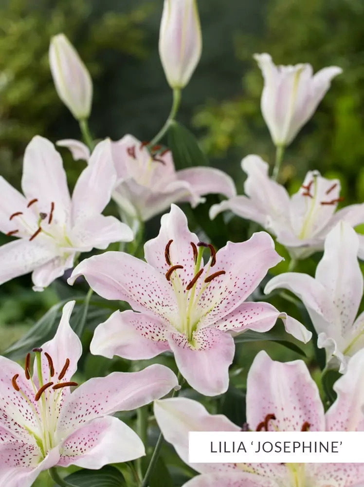 Overflødig værtinde Omhyggelig læsning Satz Lilien Mix | Blumenzwiebeln und Herbstrhizome \ Lilien (Lilium) \ Asiatische Lilien | Cebule.de Overflødig værtinde Omhyggelig læsning Satz Lilien Mix | Blumenzwiebeln und Herbstrhizome \ Lilien (Lilium) \ Asiatische Lilien | Cebule.de