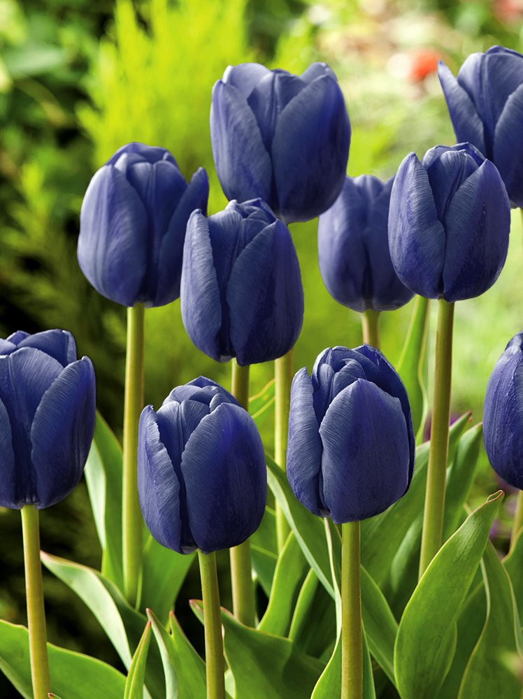 | Tulpen \'Blue \\ (Tulipa) Tulpen Blumenzwiebeln (Tulipa) (spätblühende) und \\ Einfache Herbstrhizome Tulpe Aimable\'