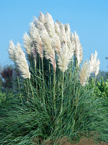 Amerikanisches Pampasgras weiß (Cortaderia selloana)