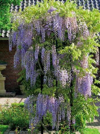 Blauregen (Wisteria)
