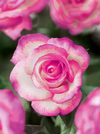 Blumenreiche Rose (Rosa) 'Desse'