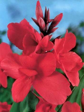 Blumenrohr (Canna) 'Crimson Beauty' 1 St.