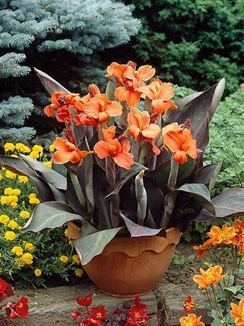 Blumenrohr (Canna) 'Ingeborg'